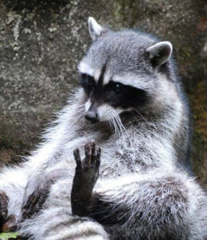 File:Chud animal.png
